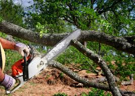 Best Tree Maintenance Programs  in Holton, KS