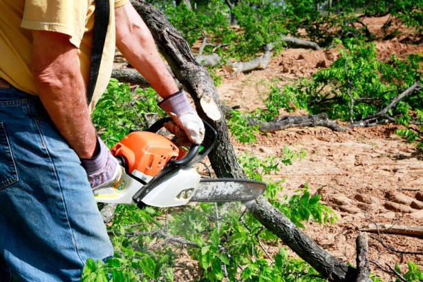 Best Leaf Removal  in Holton, KS